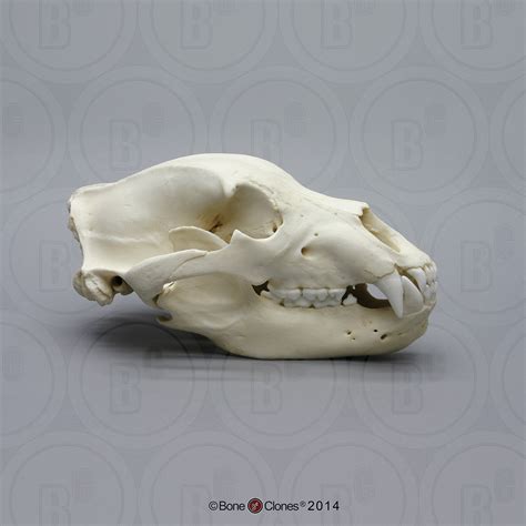 grizzly bear skull bone clones  osteological reproductions