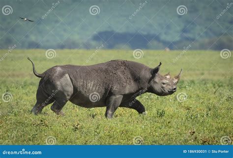 adult black rhino walking  tail   ngorongoro crater