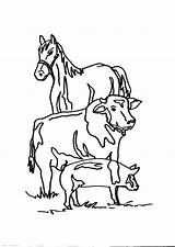 Fattoria Animali Disegno Contadino Cavallo Mucca Allevamento Trattore Stalla Maiale Campagna Aratro sketch template