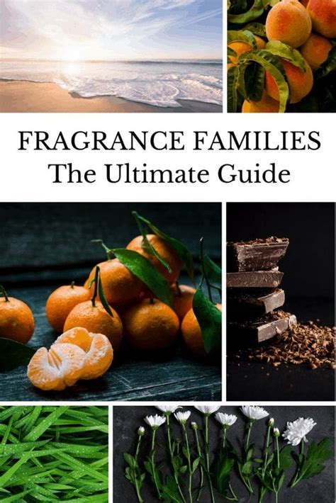 the fragrance wheel guide from traditional to modern