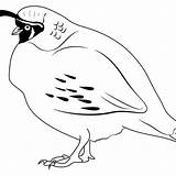 Quail Lineart sketch template