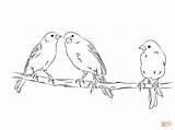 Coloring Pages Canary Canaries Para Colorir Template Sketch Desenhos Public Popular Passaro sketch template