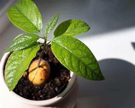 How To Grow An Avocado Seed – Easy Ways To Sprout Plants Pits