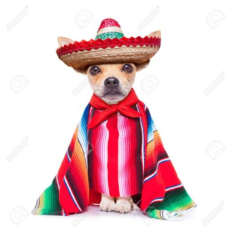 chihuahua dog wearing  sombrero hat  red poncho chihuahua dogs