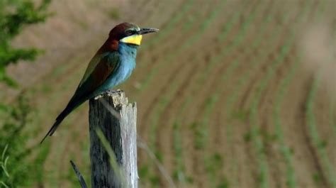 de tien mooiste vogels van nederland de visdief