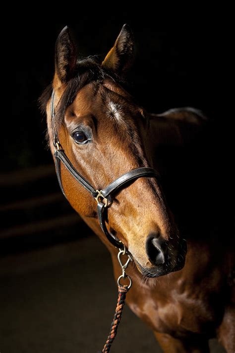 thoroughbred race horse photograph  samuel whitton