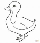 Coloring Duckling Duck Pages Ducks Oregon Baby Cute Color Getcolorings Drawing Animals sketch template