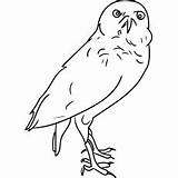 Owl Coloring Pages Burrowing Printable Color Barn sketch template
