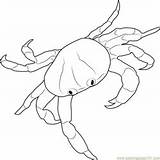 Coloring Crustaceans Crab Land Pages Red sketch template
