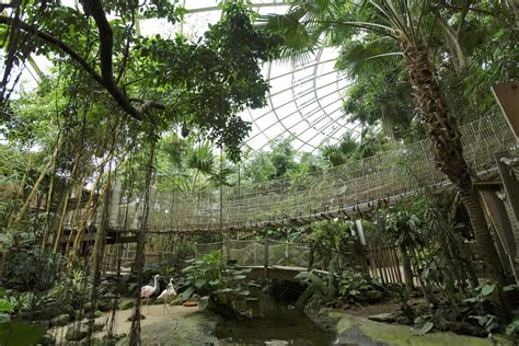 center parcs het heijderbos jungle dome eventsnl