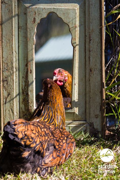 boredom busters    chickens busy wyandotte chicken raising backyard