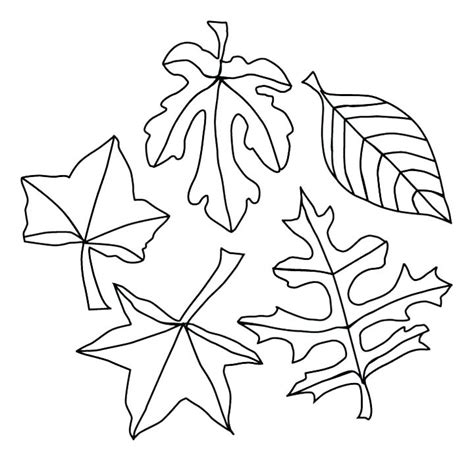 fall leaves coloring pages  printable search