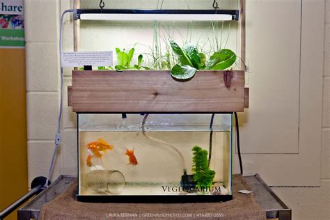 vegequarium  mini aquaponics system designed  justin
