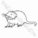 Muskrat Coloring Pages Click sketch template
