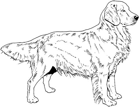 dog breed coloring pages find beautiful coloring pages