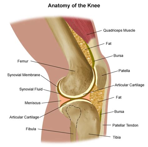 knee parts diagram knee   image  wiring diagram