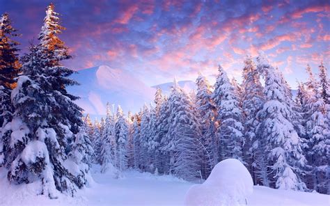 snow landscape trees wallpapers hd desktop  mobile backgrounds