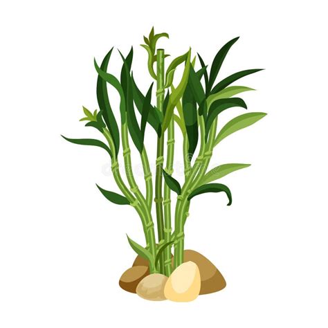 bamboo lucky tree chinese plant  spa  zen stock illustration