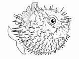 Coloring Pages Fish Sea Saltwater Creatures Realistic Deep Life Fishing Drawings Color Rod Animals Animal Getcolorings Creature Getdrawings Printable Ocean sketch template
