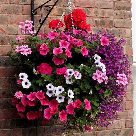 hanging basket plants mixed express garden shop