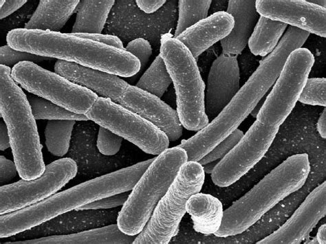 Bacteria Care A Pus Germania Pe Jar Se Poate Transmite Prin Sex Anal