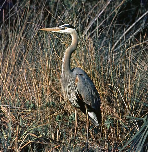 heron wading bird long legs fishing habits britannica