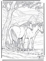 Coloring Pages Horse Realistic Horses sketch template