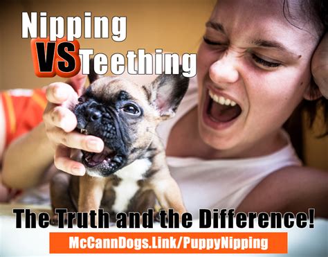 nipping vs teething the truth and the difference