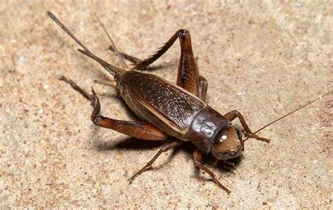 Blog Trick To Keeping Crickets Out Of Your Las Vegas Home