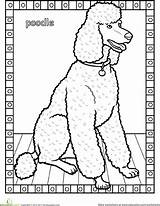 Poodle Pudel Poodles Hunde sketch template