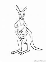 Kangoeroe Wallaby Kleurplaten Tekeningen Dieren sketch template