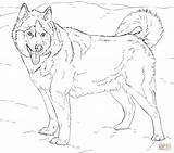 Coloring Husky Colorings Malamute sketch template