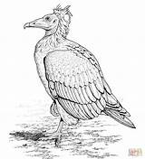 Vulture Egyptian Capovaccaio Buzzard Getdrawings Avvoltoi Supercoloring sketch template