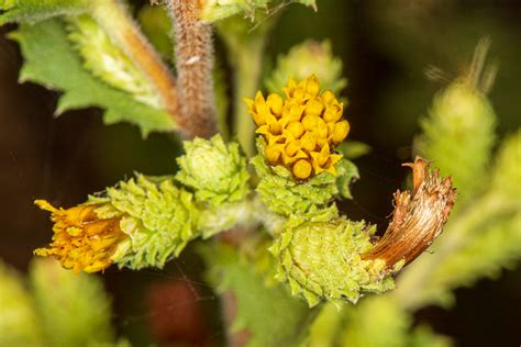 plant   month sawtooth goldenbush