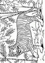 Colorat Tigri Tijger Felini Tigre Animale Kleurplaten Planse P31 Mewarnai Dieren Leoni Desene Ausmalen Macan Animasi Primiiani Bergerak Wolf Animaatjes sketch template
