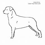 Coloring Rottweiler Pages Color Designlooter Standing Drawings Index Back Dog 29kb 500px sketch template