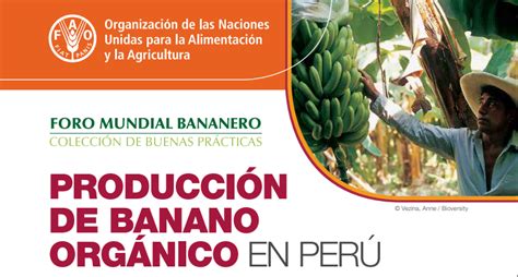 fao produccion de banano organico en peru bananotecnia