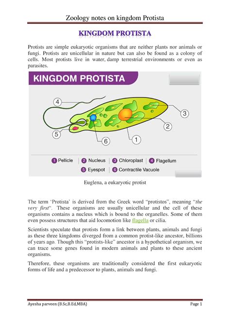 kingdom protista protists  simple eukaryotic organisms