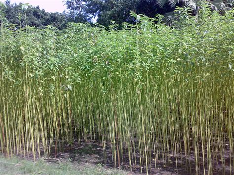 jute     sustainable fibre jute plants vegetable seed