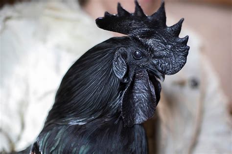 black and white chickens with feathered feet