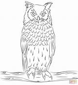 Uhu Owls Ausmalbild Sowa Puchacz Malvorlage Horned Kolorowanka Sumptuous Bengalese Kolorowanki Innen Indyjski Ausdrucken Eulen Malvorlagen Vogel Kinderbilder Eule Supercoloring sketch template