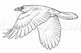 Drawing Draw Ravens Flying Bird Drawings Realistic Easy Crows Step Wings Guide Choose Board Cute sketch template