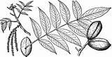Pecan Clipart Texana Branch Etc Cliparts Large Usf Edu Library Small Medium Line sketch template