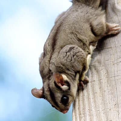 resource sugar gliders introductory guide conservation volunteers australia