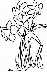 Daffodil Outline Flower Coloring Drawing Cliparts Color Clipart Pages Clip Flowers Drawings Kids Library Paintingvalley Getcolorings Pretty sketch template