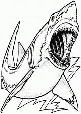 Shark Coloring Pages Megalodon Drawing Great Printable Color Hungry Realistic Kids Print Sharks Colouring Clipart Sharknado Template Getcolorings Getdrawings Sheets sketch template