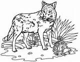 Lup Colorat Wolves Wolfdog Planse Designlooter Desene Animalcoloring sketch template