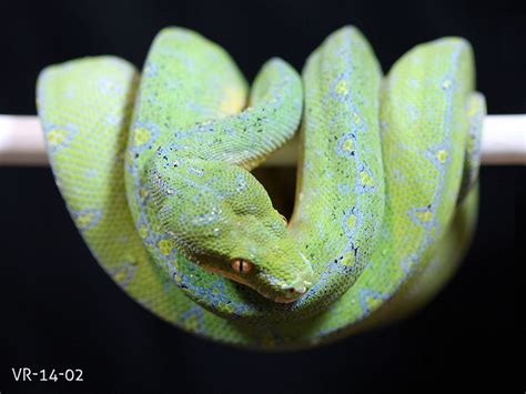 Manokwari Cyclops Green Tree Python For Sale Viridispython