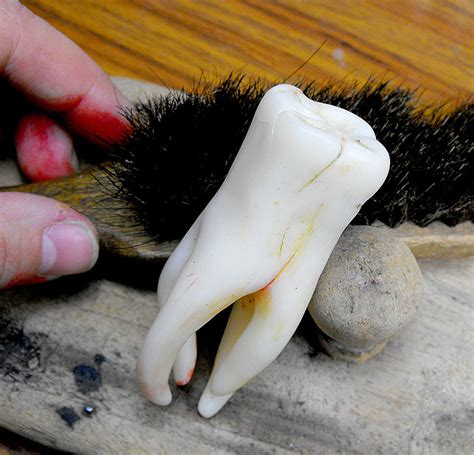 giant teeth    spectacular super size tooth  flickr