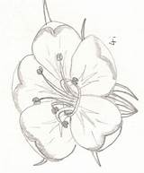 Hawthorn Flower Drawing 4i Larkspur Getdrawings Tattoo Designs Drawings Paintingvalley Deviantart sketch template